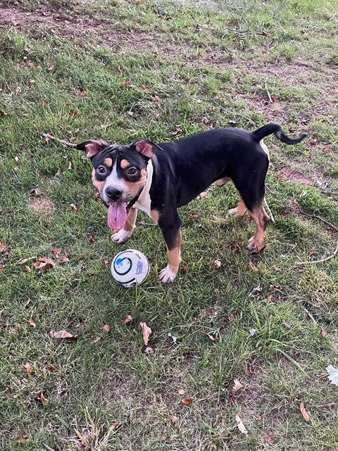 adoptable Dog in Charlotte, NC named LOUIE