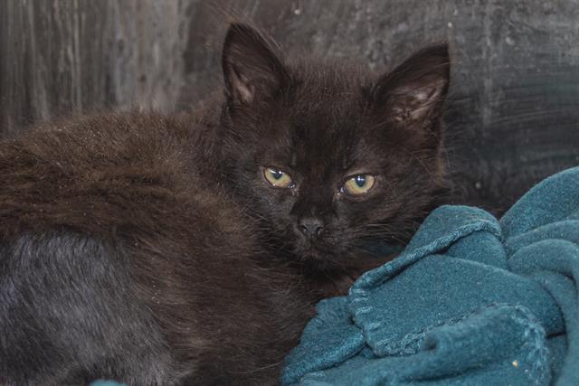 adoptable Cat in Charlotte, NC named DEMI