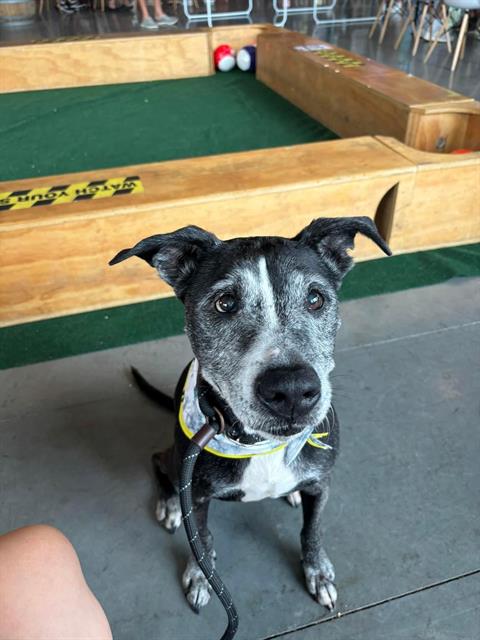 adoptable Dog in Charlotte, NC named FANCY