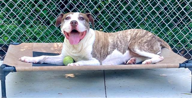 adoptable Dog in Charlotte, NC named VIOLET