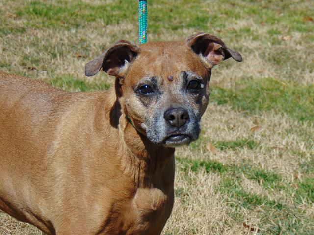 adoptable Dog in Charlotte, NC named CHARLIE