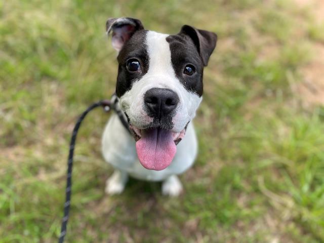 adoptable Dog in Charlotte, NC named BESSIE