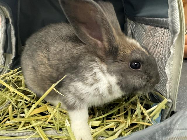 adoptable Rabbit in Charlotte, NC named GESSIKA