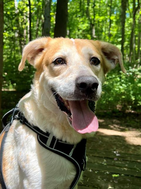 adoptable Dog in Charlotte, NC named RUSTY