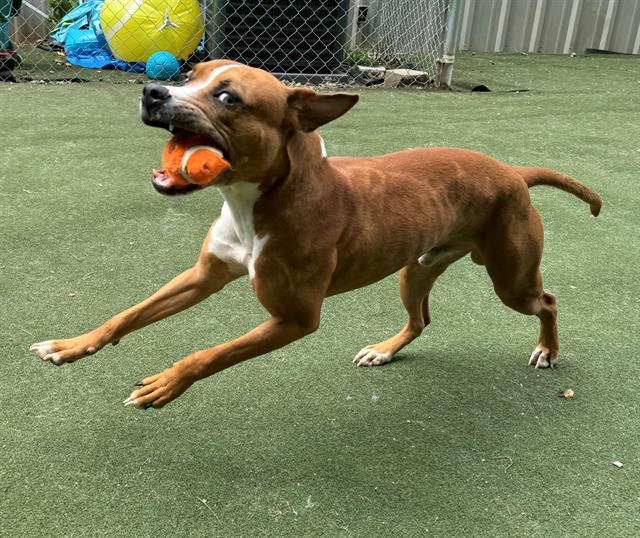 adoptable Dog in Charlotte, NC named TURK