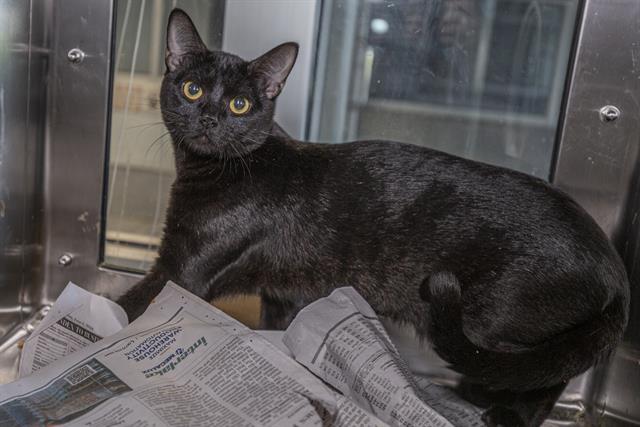 adoptable Cat in Charlotte, NC named KURO