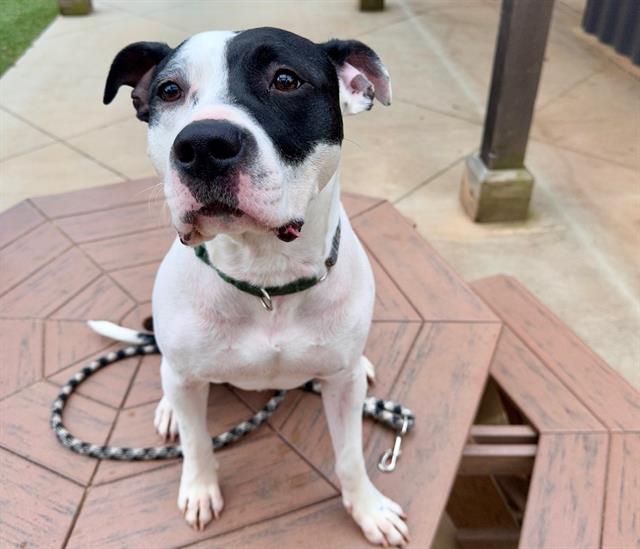 adoptable Dog in Charlotte, NC named BUBBIE