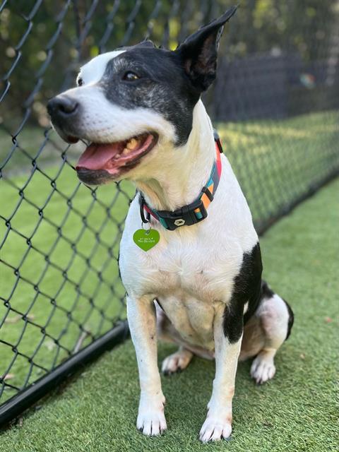 adoptable Dog in Charlotte, NC named LOLITA