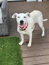 adoptable Dog in  named NELLIE