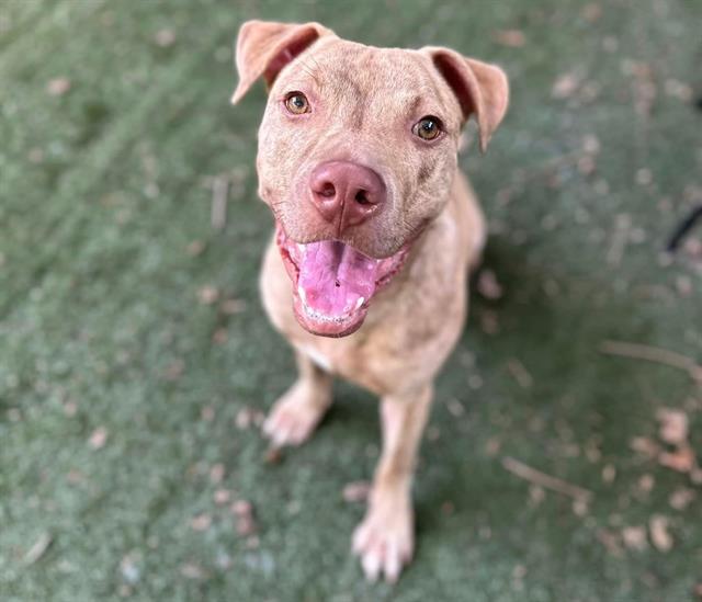 adoptable Dog in Charlotte, NC named TREBLE