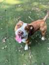 adoptable Dog in Charlotte, NC named RAYNE