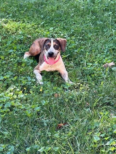 adoptable Dog in Charlotte, NC named TRUCKER