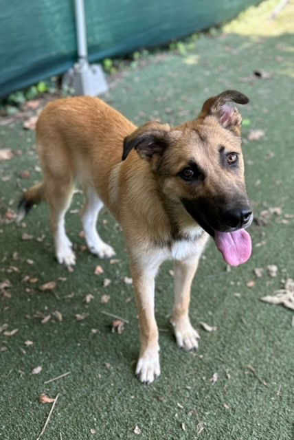 adoptable Dog in Charlotte, NC named SALVADOR