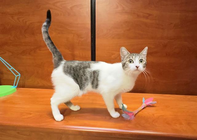 adoptable Cat in Charlotte, NC named MARNIE