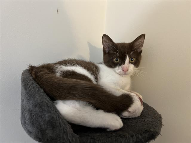 adoptable Cat in Charlotte, NC named LEFTY