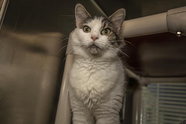 adoptable Cat in Charlotte, NC named GYPSY