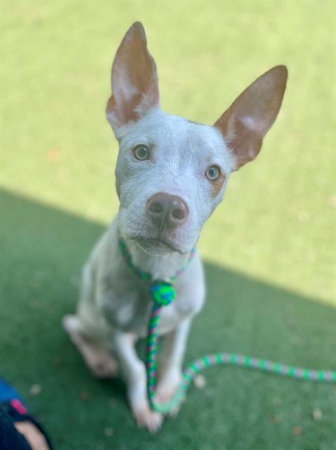 adoptable Dog in Charlotte, NC named ERNIE