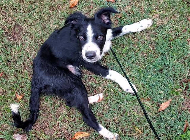 adoptable Dog in Charlotte, NC named BECKHAM