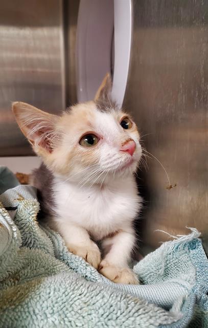 adoptable Cat in Charlotte, NC named A1232919