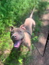 adoptable Dog in Charlotte, NC named GERMANY