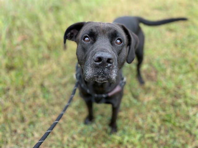 adoptable Dog in Charlotte, NC named DEXTER