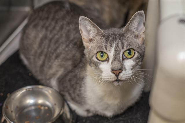 adoptable Cat in Charlotte, NC named A1232851