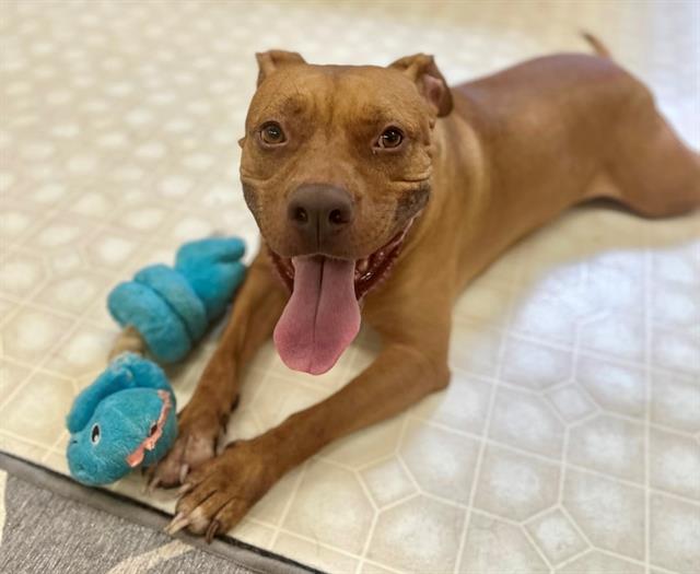 adoptable Dog in Charlotte, NC named TRIGGER