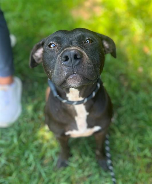 adoptable Dog in Charlotte, NC named ARCHIE