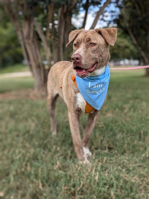 adoptable Dog in Charlotte, NC named TANDY