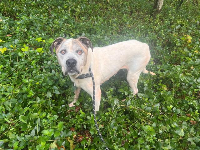 adoptable Dog in Charlotte, NC named CANELA