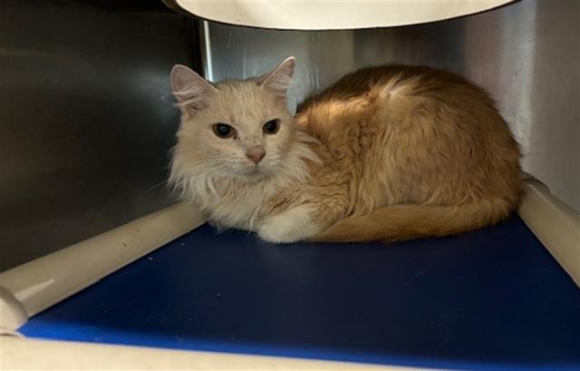 adoptable Cat in Charlotte, NC named DANDELION