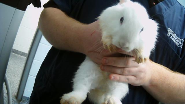 adoptable Rabbit in Charlotte, NC named A1233302