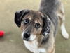 adoptable Dog in , NC named OZZIE