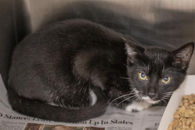 adoptable Cat in Charlotte, NC named GEORGIE