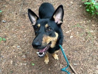 adoptable Dog in Charlotte, NC named LAINEY