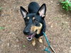 adoptable Dog in , NC named LAINEY