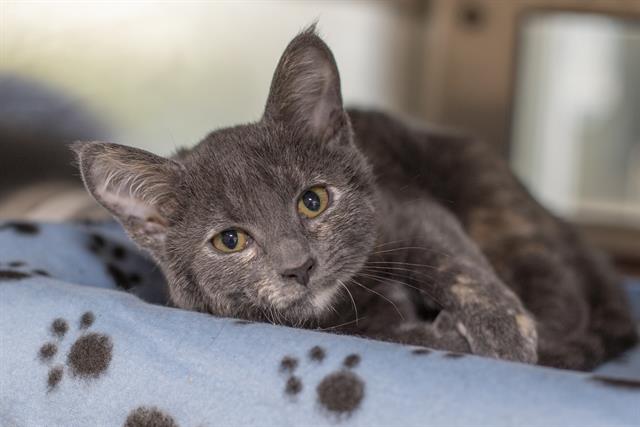 adoptable Cat in Charlotte, NC named PLUSHY