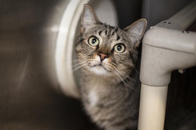 adoptable Cat in Charlotte, NC named ADAM