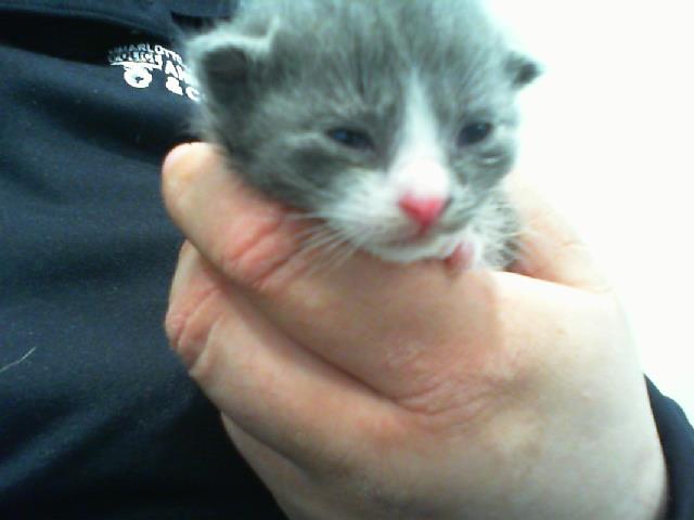 adoptable Cat in Charlotte, NC named OAKLEY