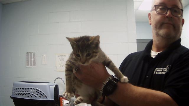 adoptable Cat in Charlotte, NC named BELLA