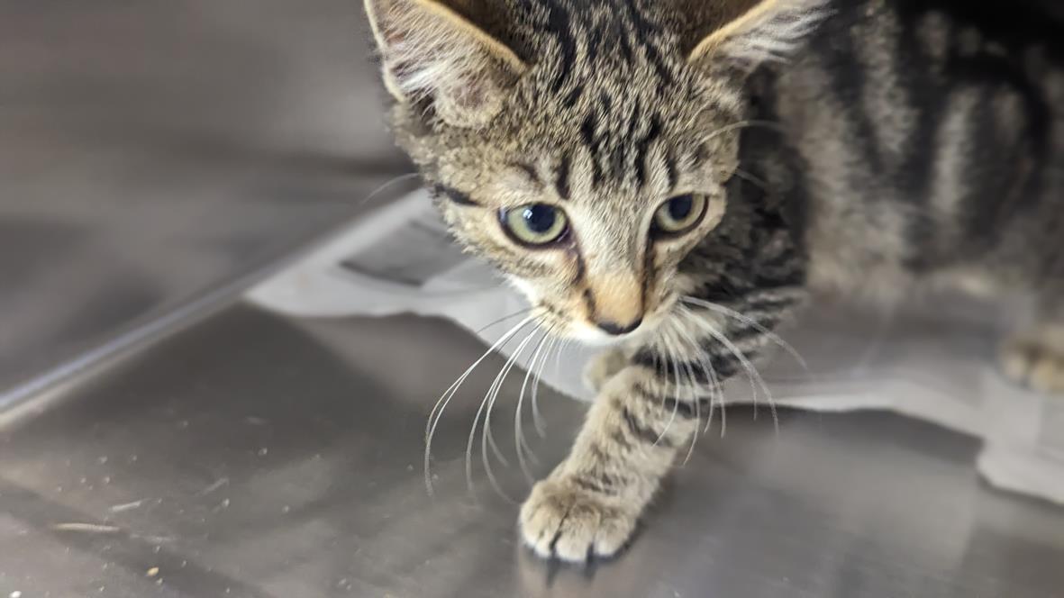 adoptable Cat in Charlotte, NC named MASON