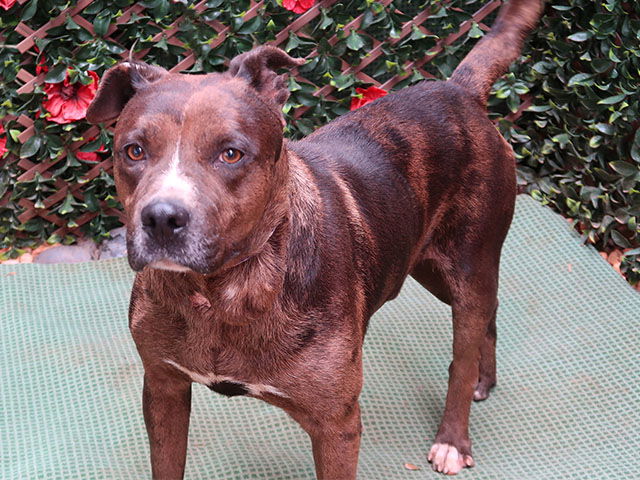 adoptable Dog in Charlotte, NC named GEODUDE