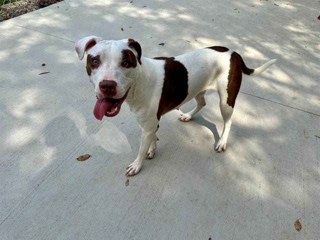 adoptable Dog in Charlotte, NC named GEMMA