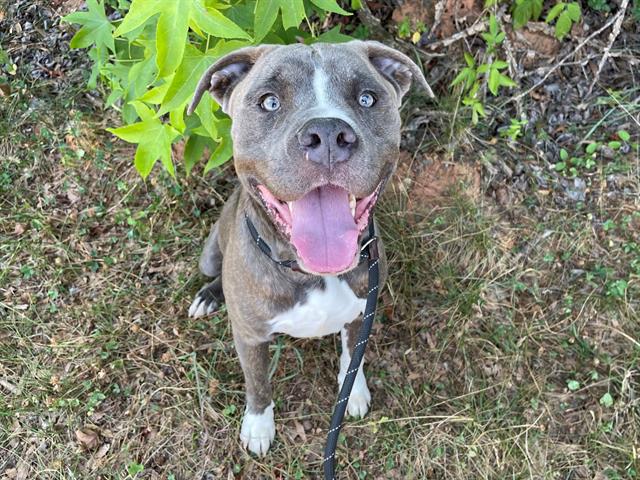 adoptable Dog in Charlotte, NC named JAKE