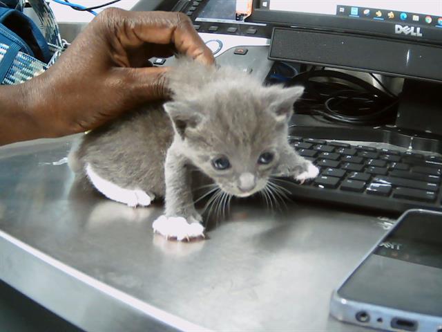 adoptable Cat in Charlotte, NC named MISSY