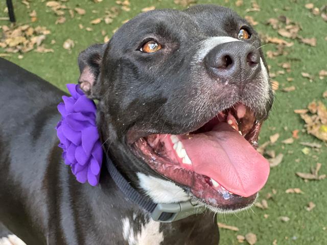 adoptable Dog in Charlotte, NC named LAYKA