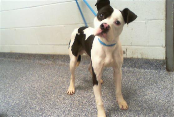 adoptable Dog in Charlotte, NC named A1233306