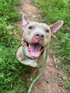 adoptable Dog in Charlotte, NC named CALI