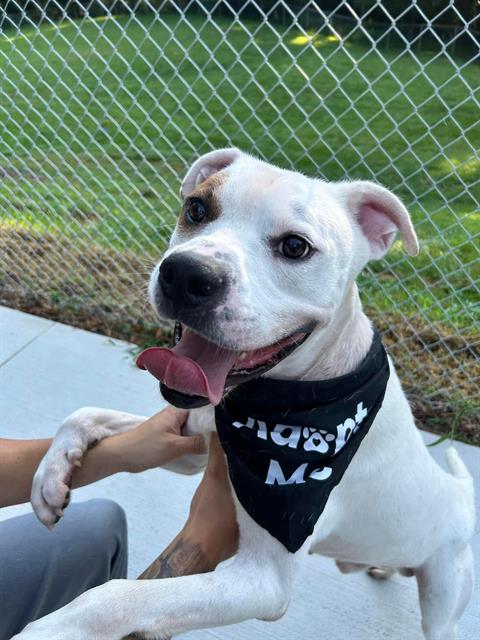 adoptable Dog in Charlotte, NC named LEON