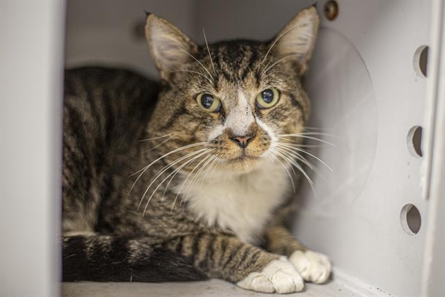 adoptable Cat in Charlotte, NC named CHARLES